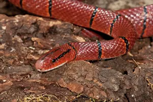 Racer: Red Mountain Racer, Oreocryptophis porphyraceus