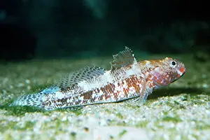 Gobys: Red-mouthed Goby