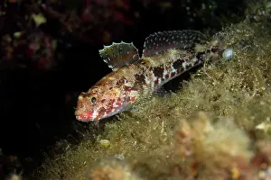 Cala: Red-mouthed goby Gobius cruentatus Cala Scura Giglio Island