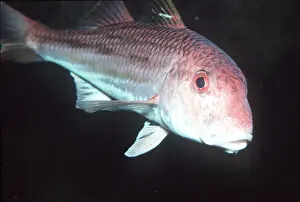 Lips: RED MULLET