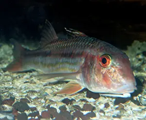 Mullet: Red Mullet - lives on the bottom in shallow waters
