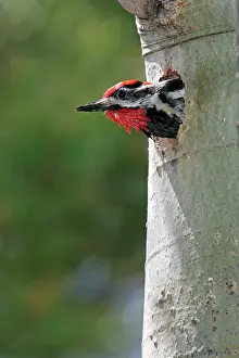 Nuchalis: Red-naped Sapsucker