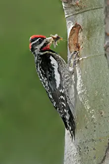 Naped: Red-naped Sapsucker