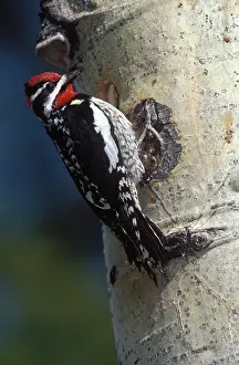 Naped: Red Naped Sapsucker