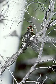 Naped: Red-naped Sapsucker