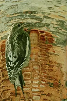 Nuchalis: Red-naped Sapsucker - Juvenile perched on trunk