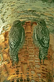 Nuchalis: Red-naped Sapsucker - Juveniles perched on tree