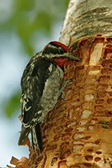 Sphyrapicus: Red-naped Sapsucker - Perched on tree trunk where