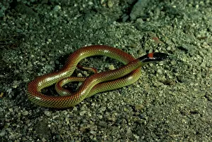 Naped: Red-naped snake