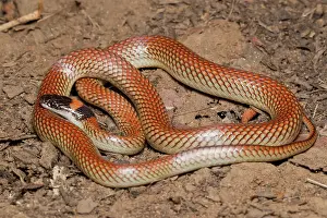 Naped: Red-naped Snake