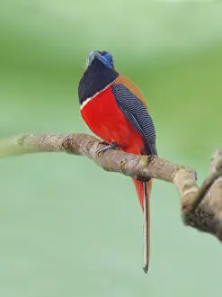 Malaysia: Red Naped Trogon Harpactes kasumba Sabah, Malays