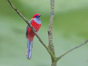 Malaysia: Red Naped Trogon Harpactes kasumba Sabah, Malays