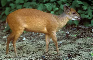 Duiker: Red / Natal DUIKER