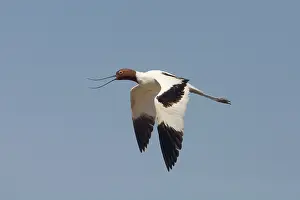 Avocets: Red-necked Avocet
