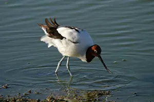 Sewage: Red-necked Avocet - Feeding