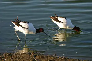Sewage: Red-necked Avocet - Feeding
