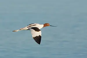 Avocets: Red-necked Avocet - In flight