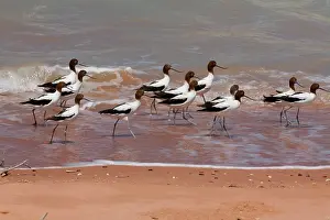 Avocets: Red-necked Avocets / Australian Avocet