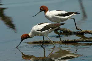 Avocets: Red-necked Avocets - Feeding
