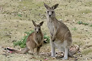 Rufogriseus: Red-necked / BennettIs WALLABY