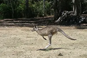 Hopping: Red-necked / BennettIs WALLABY