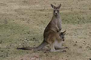 Pouches: Red-necked / BennettIs WALLABY - Adult with young in pouch