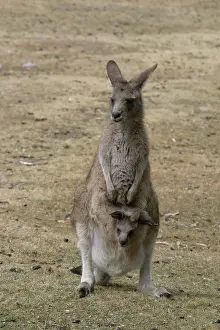 Pouches: Red-necked / BennettIs WALLABY - Adult with young in pouch