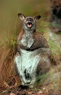 Rufogriseus: Red-necked / BennettIs Wallaby - With mouth open