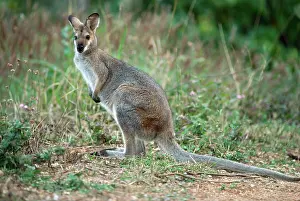 Rufogriseus: Red-necked / BennettIs WALLABY - Standing in grass
