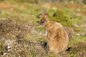 Bennett: Red-necked / Bennett's Wallaby - adult standing