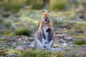 Bennett: Red-necked / Bennett's Wallaby - adult standing