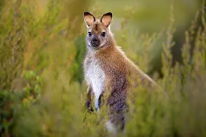 Bennett: Red-necked / Bennett's Wallaby - adult standing