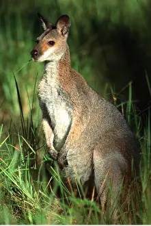 Wallaby: Red-necked / Bennett's WALLABY - feeding at forest