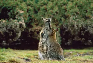 Playfighting: Red-necked / Bennett's Wallaby - female & young playfighting