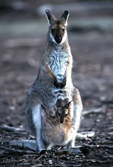 Wallaby: Red-necked / Bennett's WALLABY - and joey