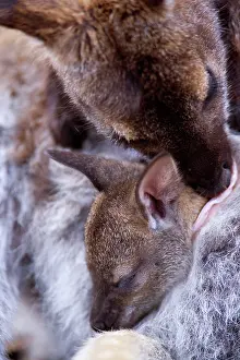 Pouches: Red-necked / Bennett's Wallaby - with joey asleep