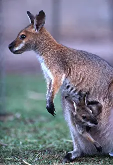 Wallaby: Red-necked / Bennett's WALLABY- with Joey in pouch
