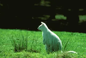 Bennett: Red-necked / Bennett's wallaby - leucicistic (albino)