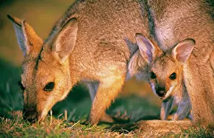 Bennett: Red-necked / Bennett's wallaby - mother and joey