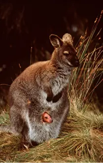 Wallaby: Red-necked / Bennett's WALLABY - mother and joey