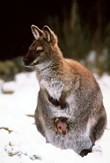 Wallaby: Red-necked / Bennett's WALLABY - mother and joey