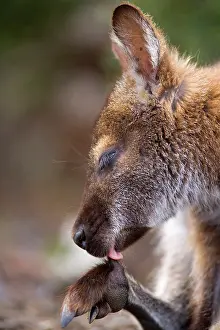 Bennett: Red-necked / Bennett's Wallaby - side portrait