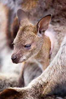 Pouches: Red-necked / Bennett's Wallaby - portrait of a