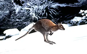 Wallaby: Red-necked / Bennett's WALLABY - in snow