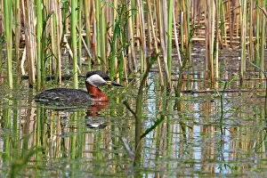 Grisegena: Red-necked Grebe
