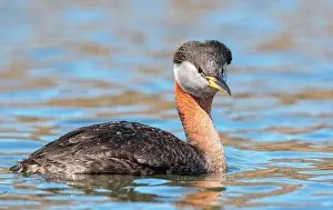 Grisegena: Red-necked Grebe