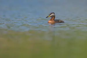 Grisegena: Red-necked Grebe