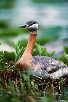 Grisegena: Red-Necked Grebe