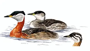 Grisegena: Red-necked Grebe