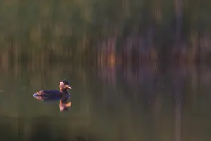 Podiceps: Red-necked Grebe